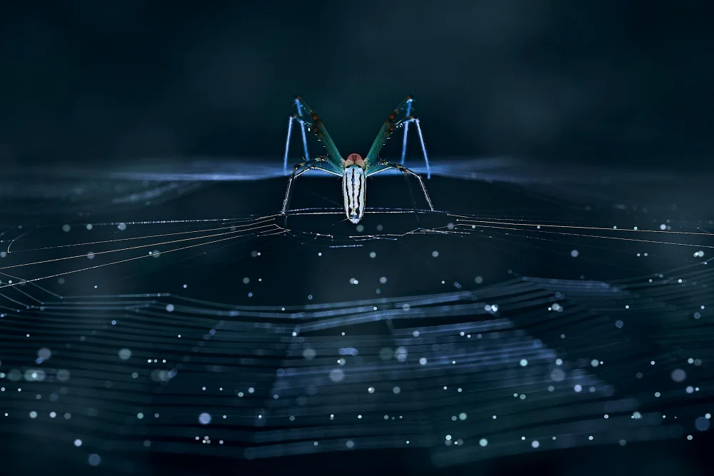 Tsai, MingLun: Nephila pilipes