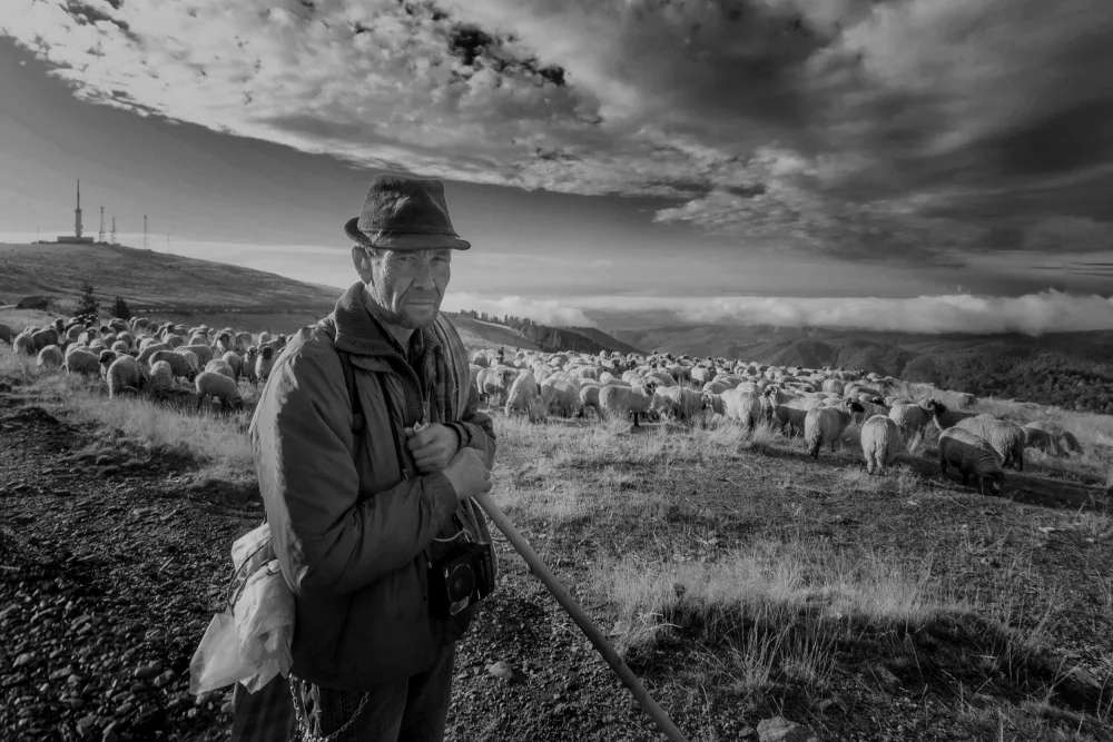 Calin, Silvia Rucsandra: Ranca,el pastor BW