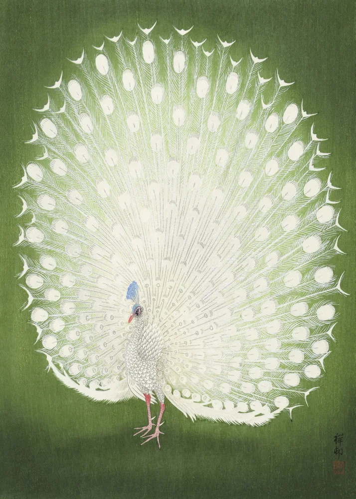 Koson, Ohara: Páv 50x70