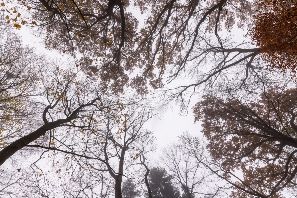 Böhmer, Mareike: Looking Up 2