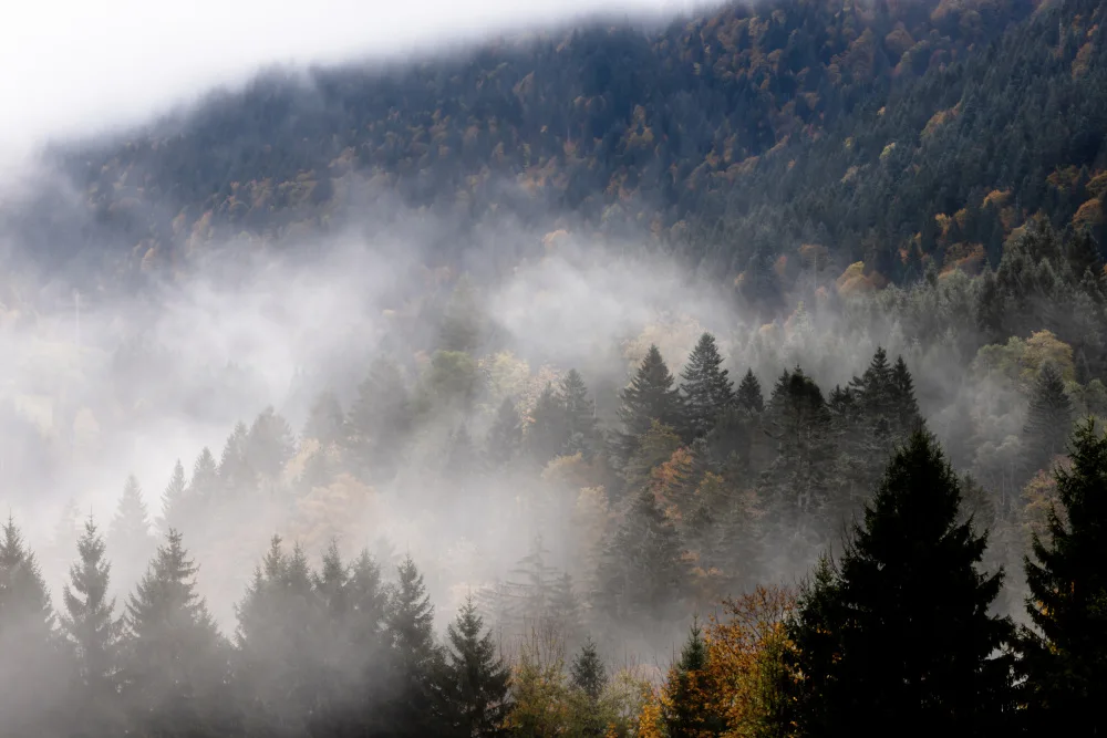 Böhmer, Mareike: Foggy Woods 9