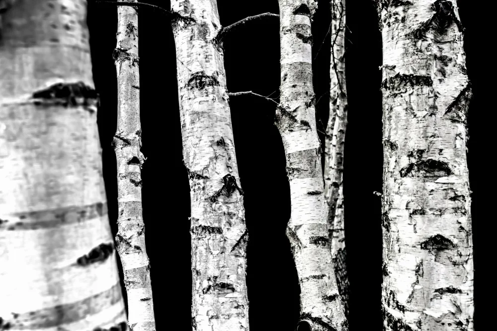 Böhmer, Mareike: Birch Trees