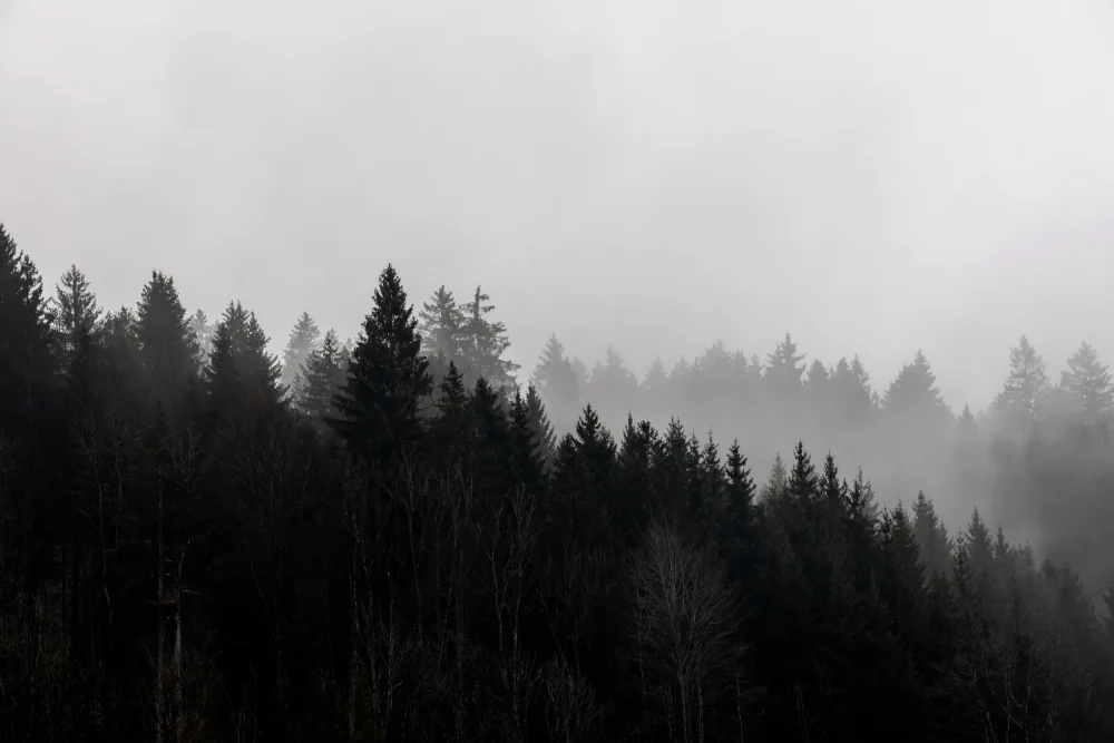 Böhmer, Mareike: Foggy Woods 7