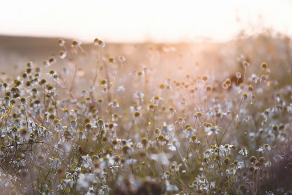 Böhmer, Mareike: Summer Morning 7
