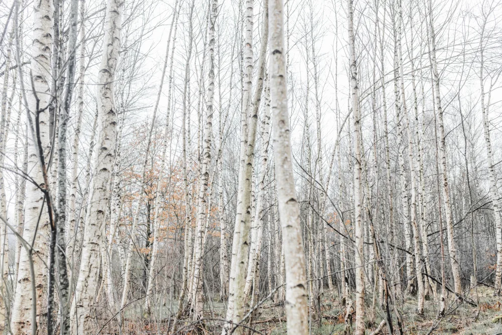Böhmer, Mareike: Birch Trees 9