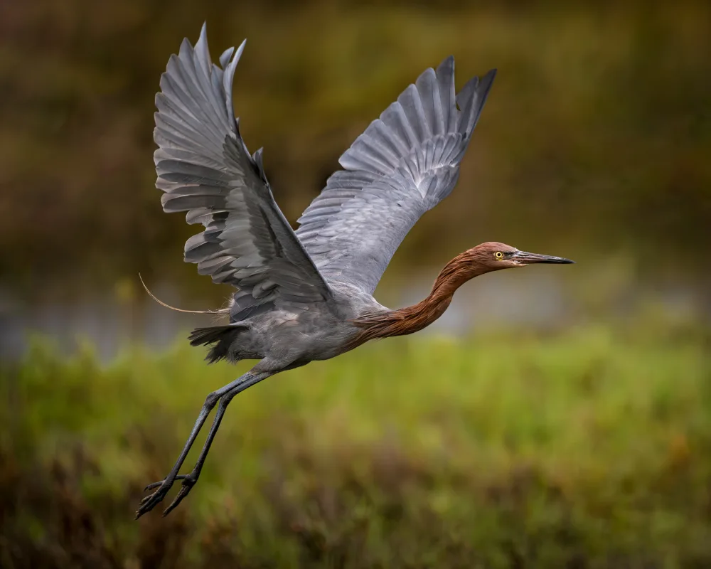 Li, Wanghan: Taking off - Reddish Egret at Bolsa Chica Ecological Reserve