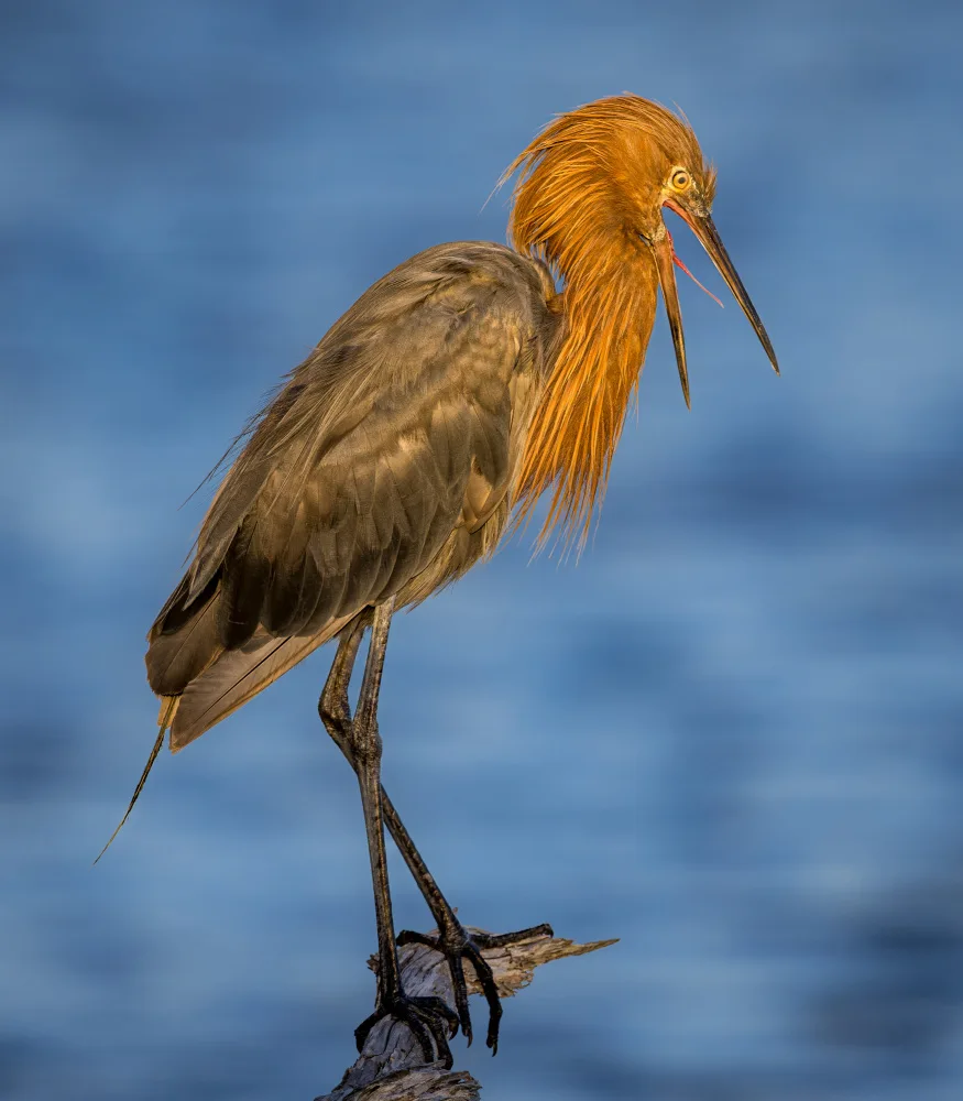 Li, Wanghan: Reddish Egret