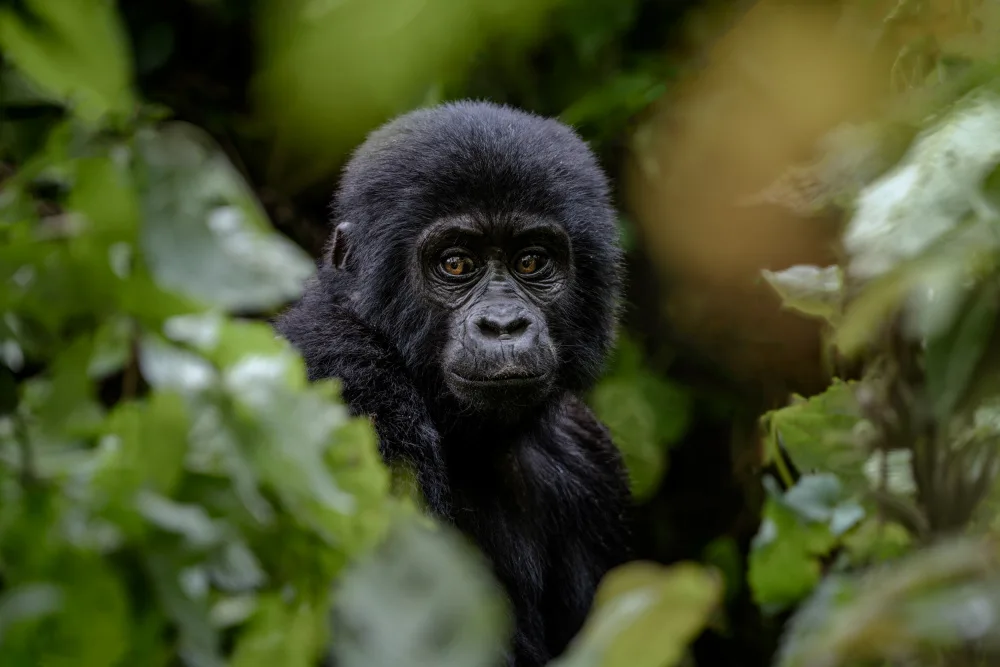 amtmann, Ana: gorilla