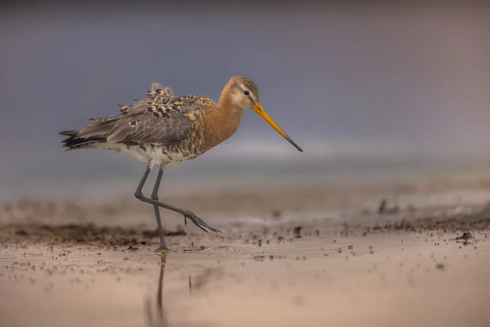 Horst, ter Gert: Foraging black-tailed godwit