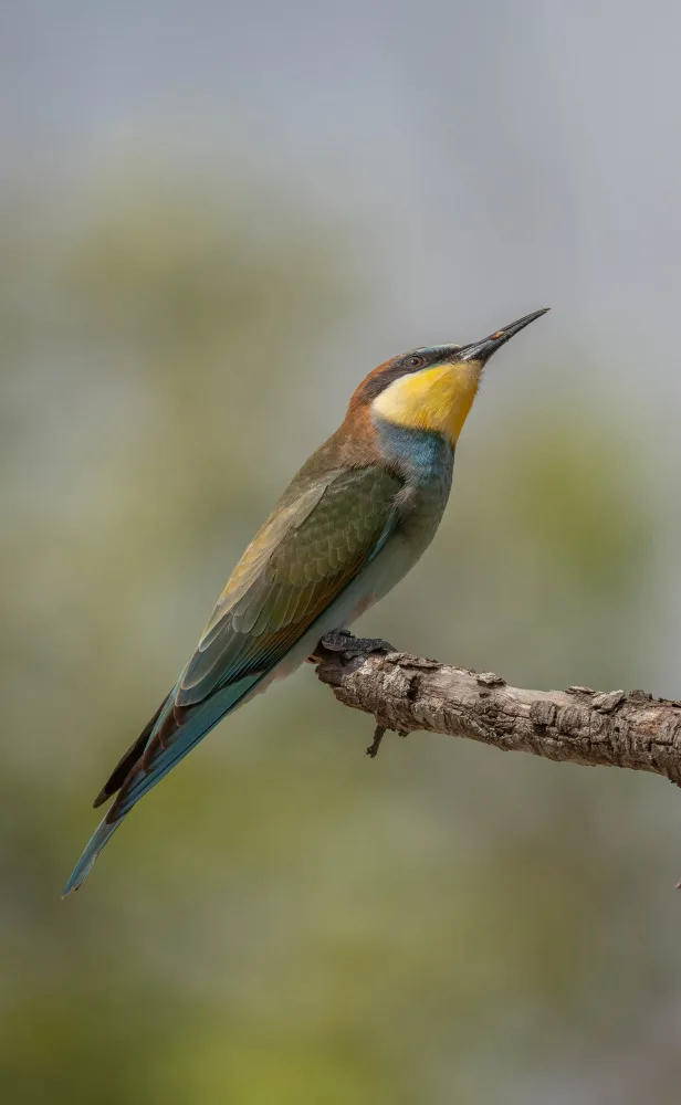 Tortajada, Ezequiel: European Bee Eater (Merops apiaster)