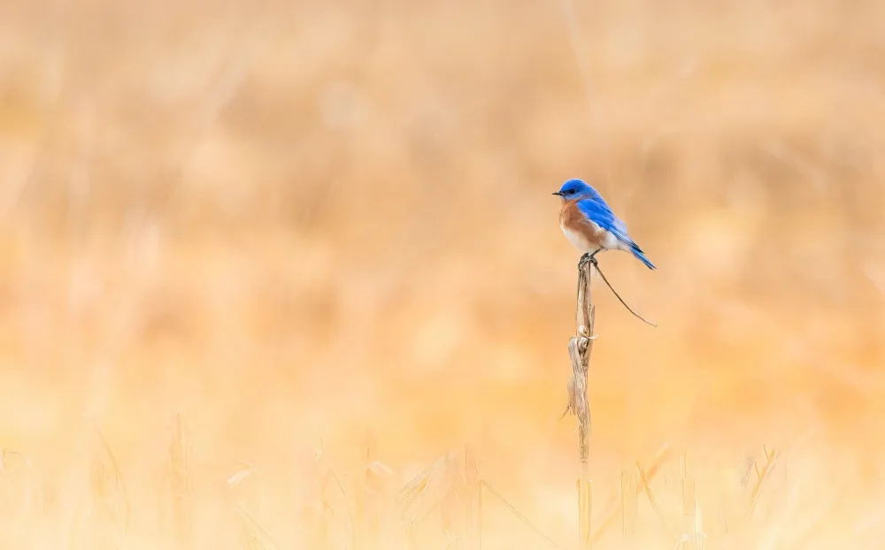 Yan, Songhu: Golden & Blue