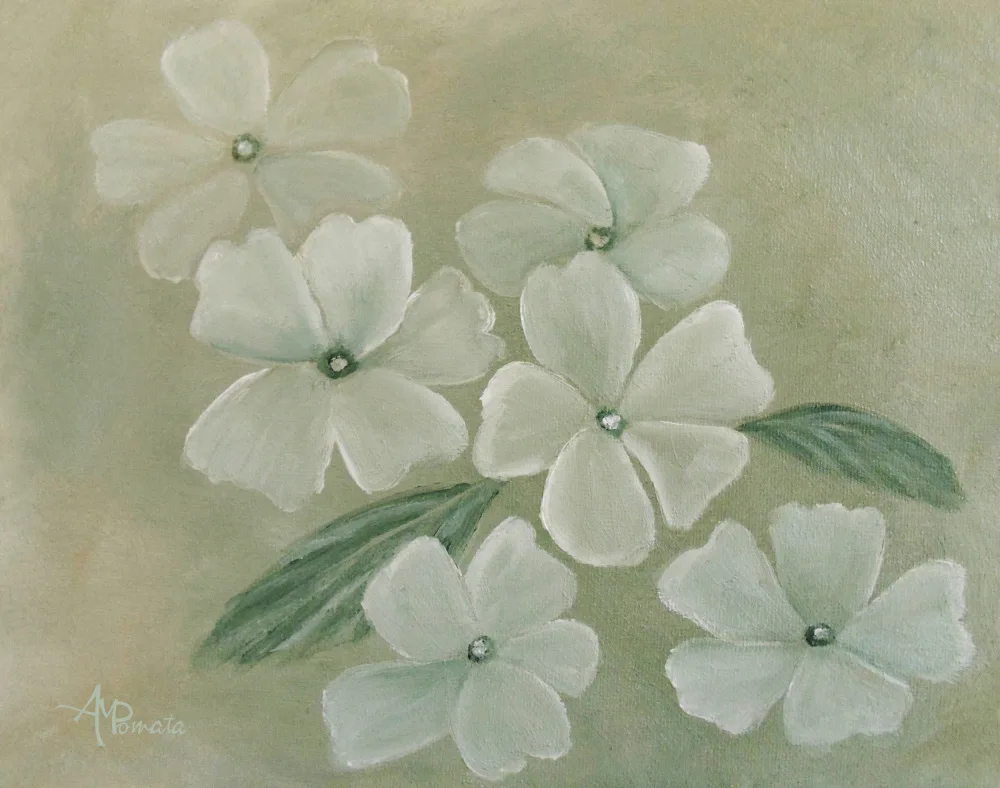 Pomata, M. Angeles: White Primula