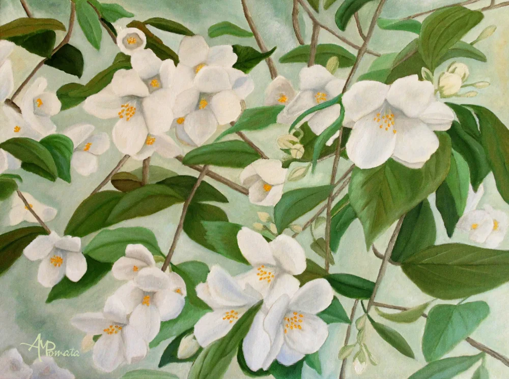 Pomata, M. Angeles: Orange Blossoms