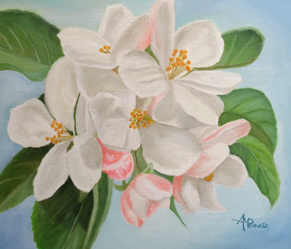 Pomata, M. Angeles: Apple Blossom