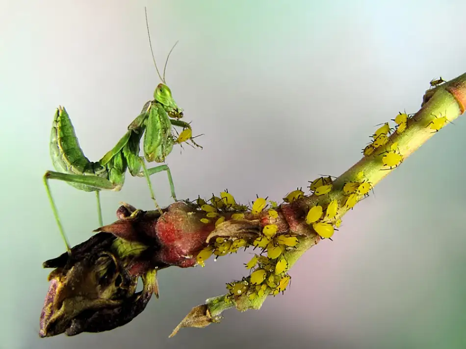 Hoffman, Jimmy: Catching aphids