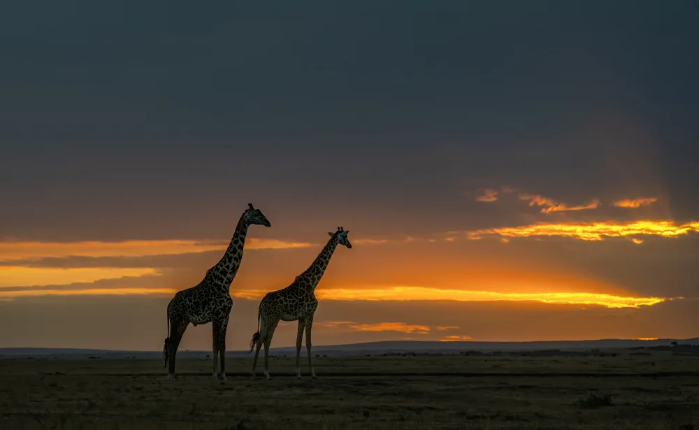 Tseng, Judy: Giraffe couple