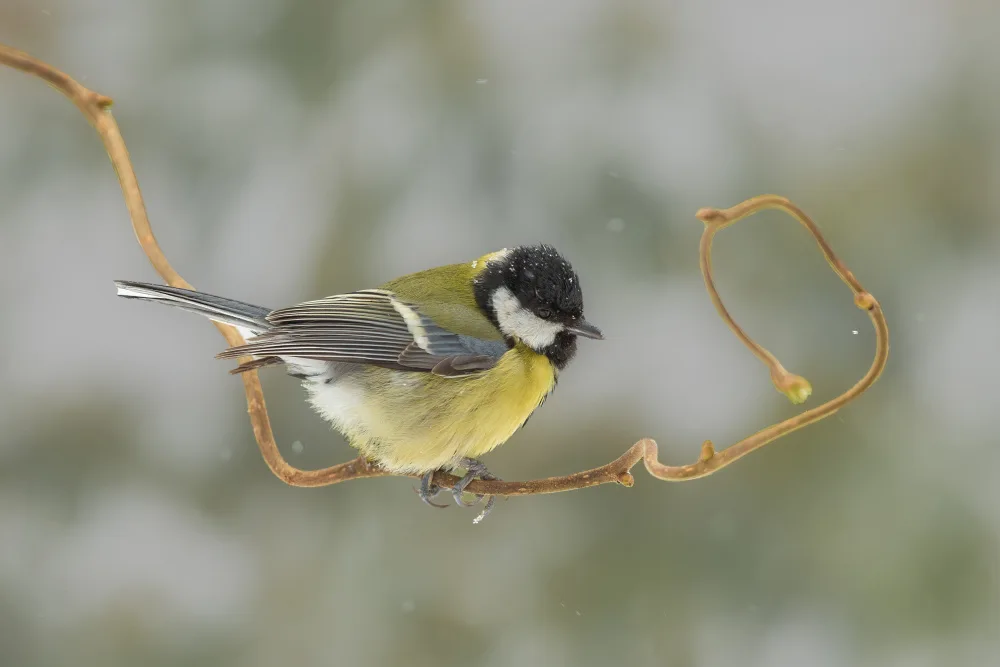 Keizer, Annie: Great tit in a snow world.
