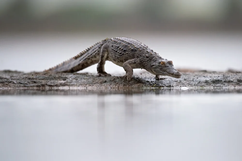 Pozzi, Marco: Little croc is coming