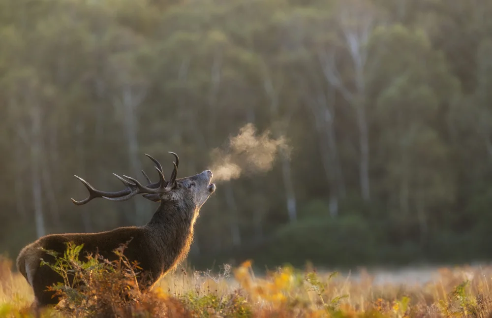 fotorax, Jevric Radojica: Red Deer Stag Calling