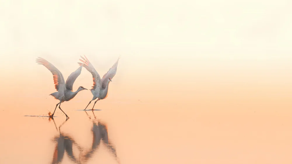 AN, ANNA: Crane Dance