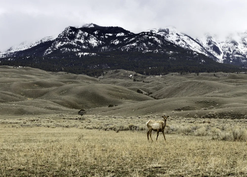 Lindgren, Christian: Fauna de Yellowstone