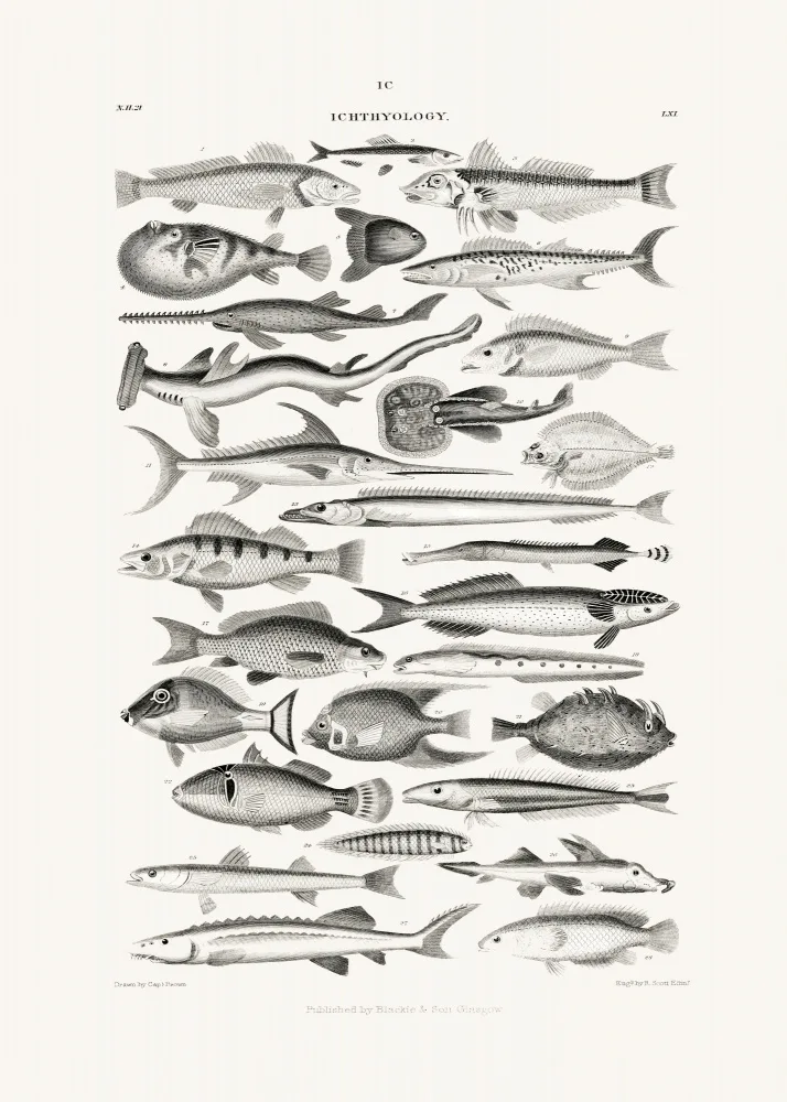 Goldsmith, Oliver: La vie marine I