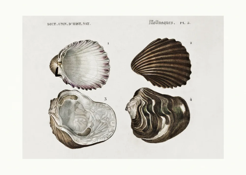 Orbigny, Charles Dessalines: Sealife III