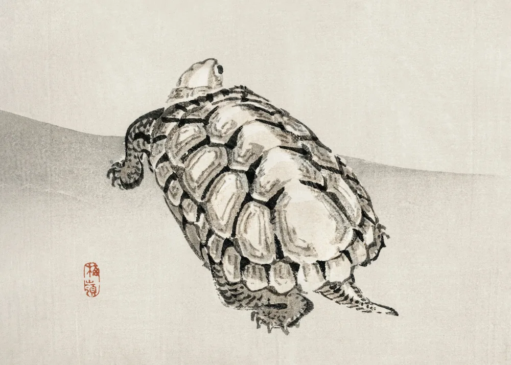 Bairei, Kono: Tortue