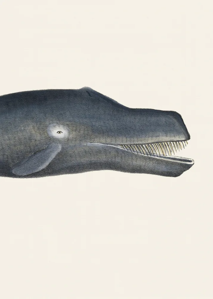 Poster, Vintage: Baleine I Tight Crop Lithographie Sealife coloriée à la main 1824