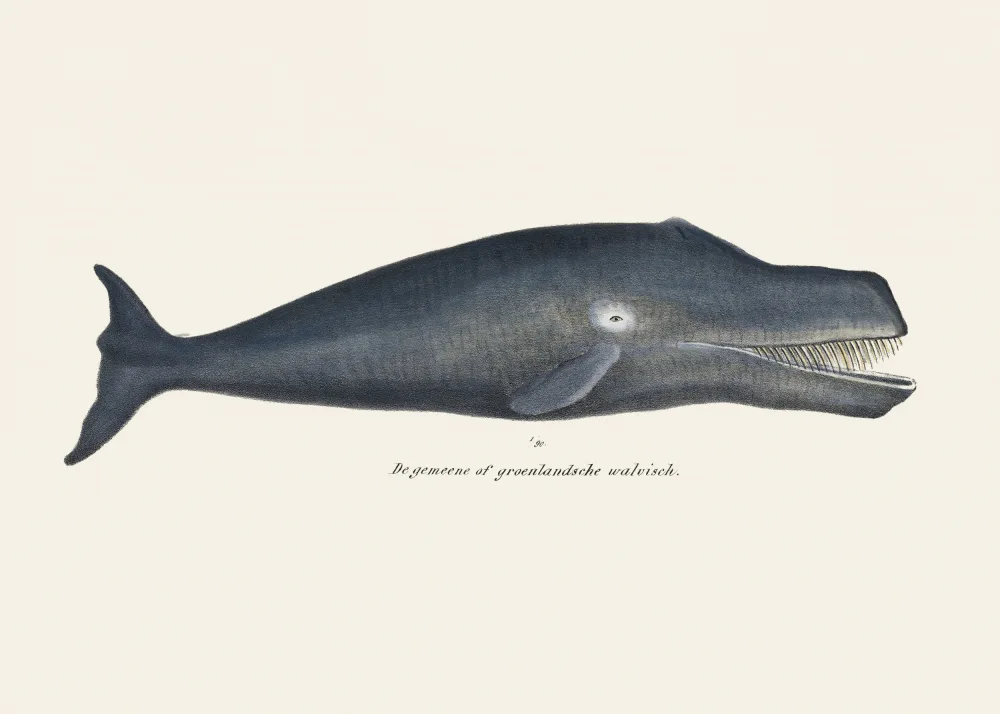 Poster, Vintage: Baleine I Lithographie antique de la vie marine coloriée à la main 1824