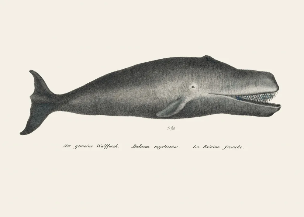 Poster, Vintage: Baleine Ii Lithographie antique de la vie marine coloriée à la main 1824