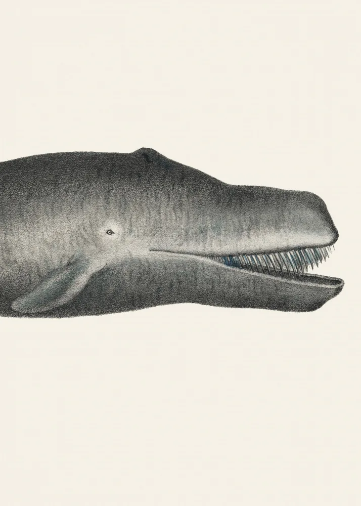 Poster, Vintage: Baleine Ii Tight Crop Lithographie Sealife coloriée à la main 1824