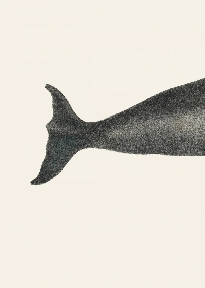 Poster, Vintage: Whale Tight Crop I Lithographie Sealife coloriée à la main 1824