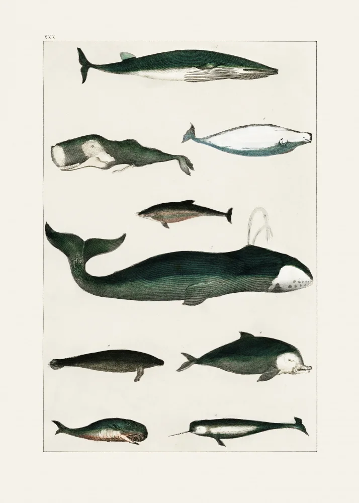 Goldsmith, Oliver: Affiche Baleine Vintage