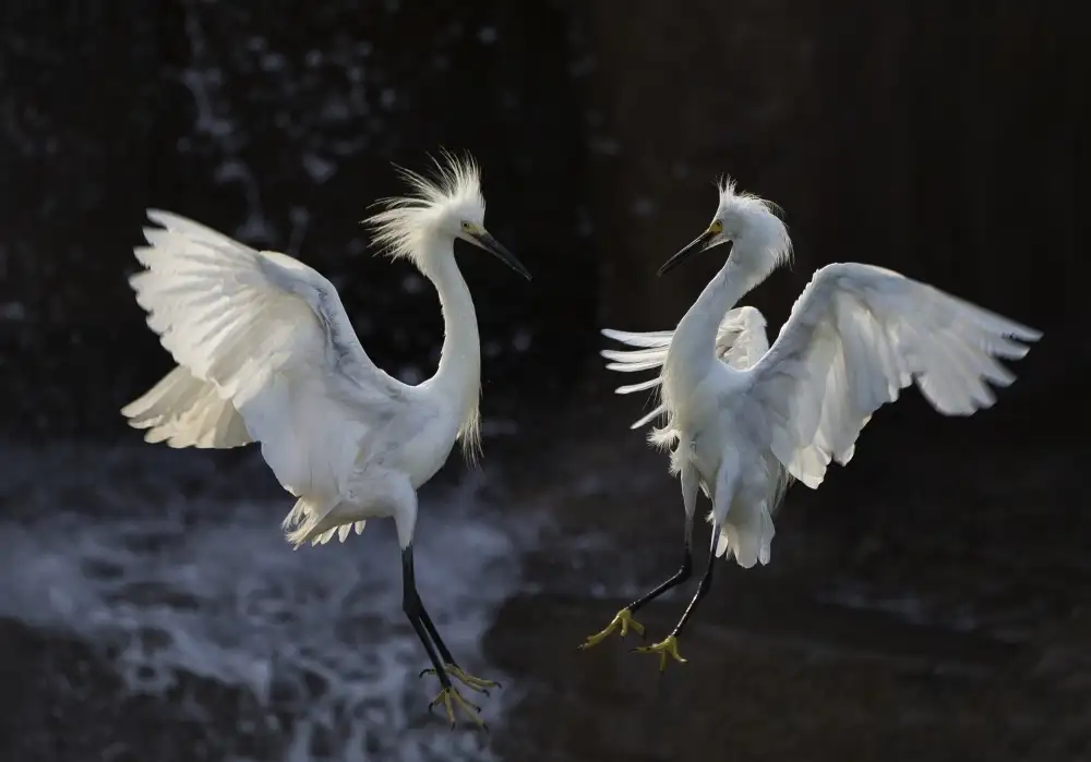 Tjandra, C.S.: Egret