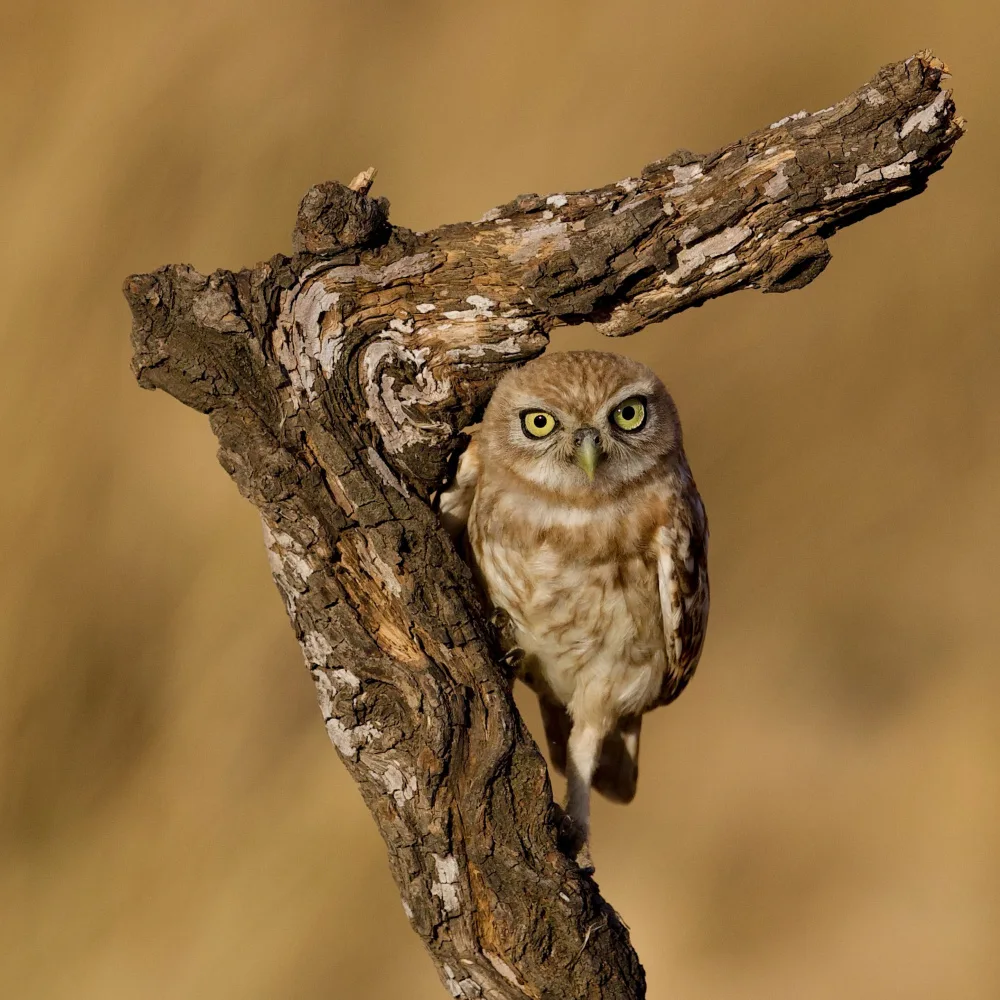 Manusevich, David: Little owl