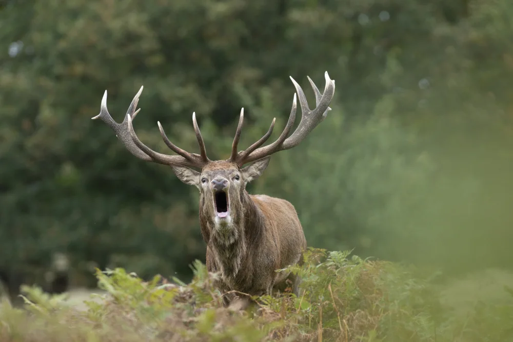 fotorax, Jevric Radojica: The Stag Roaring