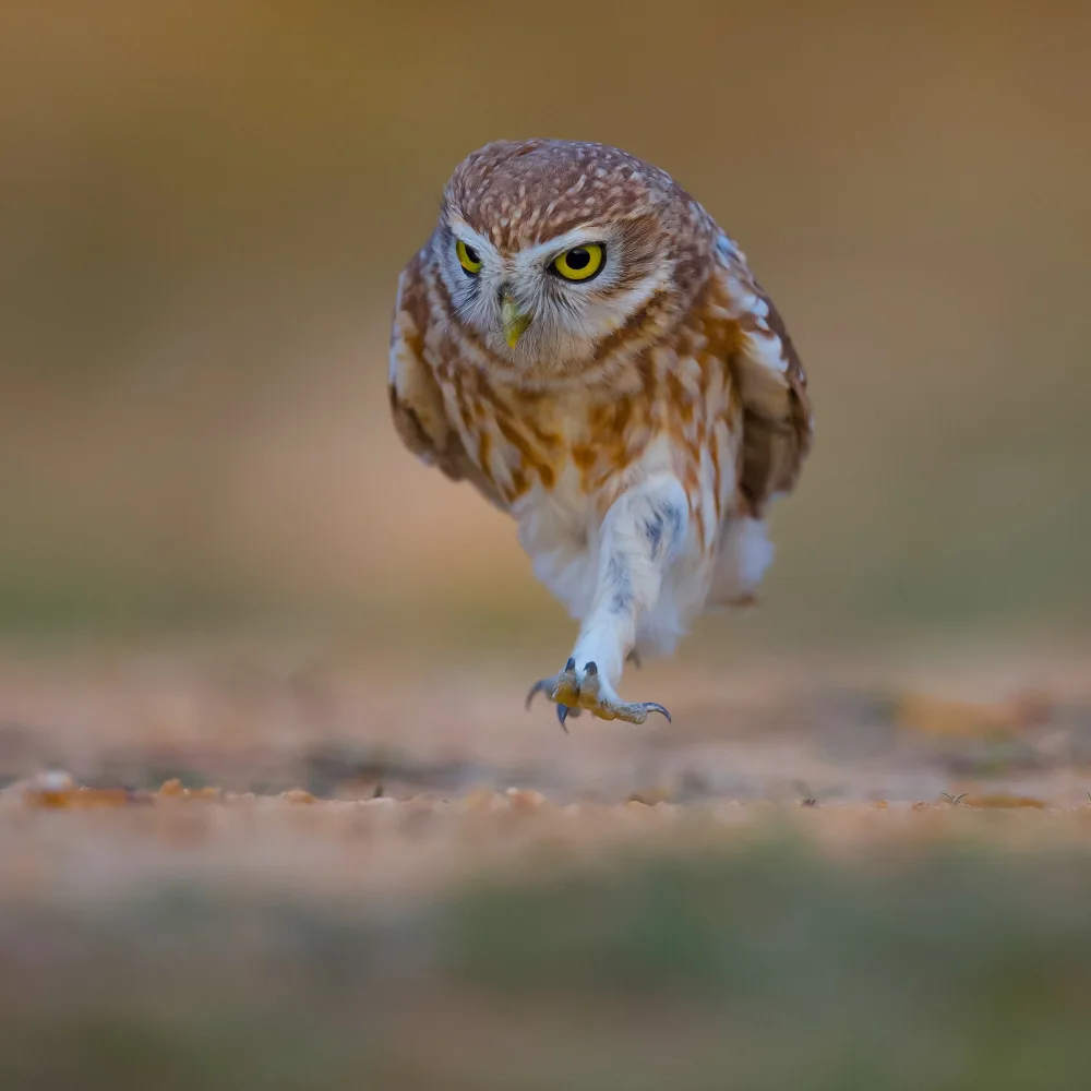 Manusevich, David: Little owl