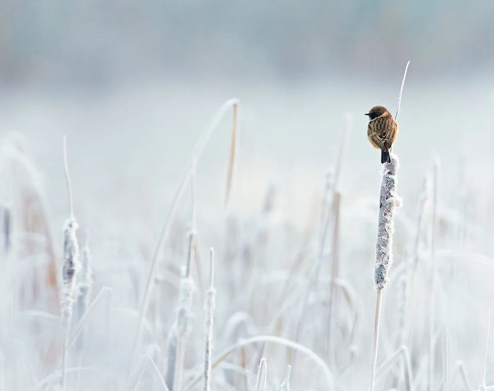 Williams, Stuart: Surviving Winter