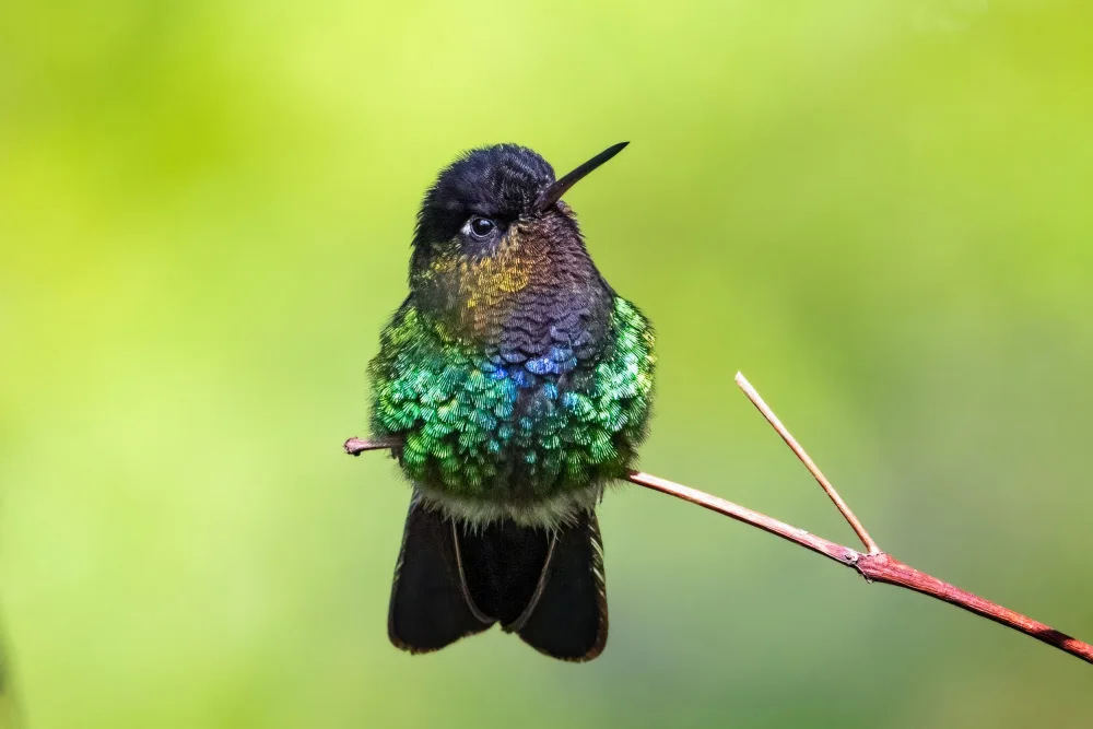 Wei, and Siyu: a bumming bird with attitude