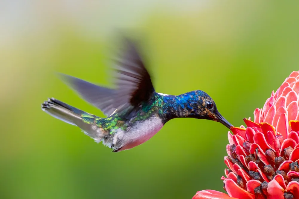 Wei, and Siyu: Oiseau cogneur