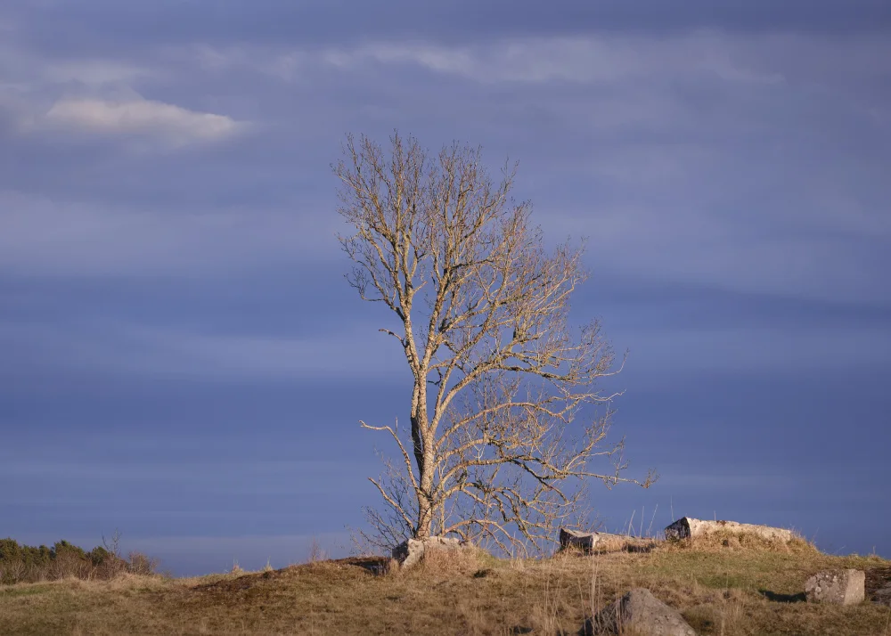 Bank, Hamed: Dead tree in autumn