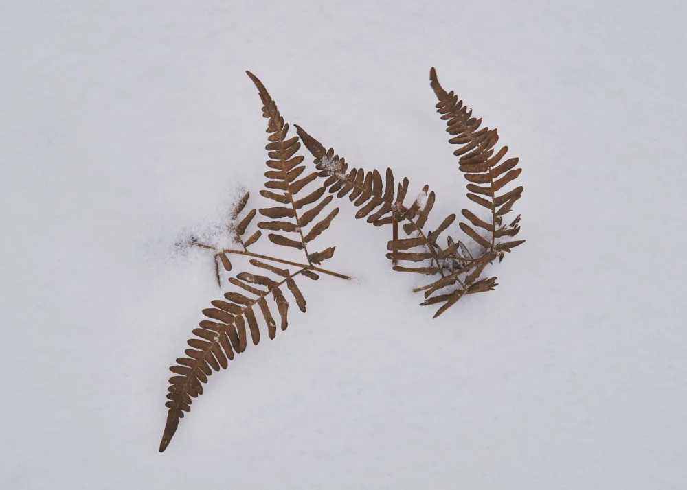 Bank, Hamed: Winter leaves in snow