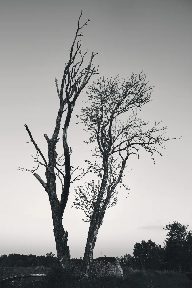 Bank, Hamed: Tow trees