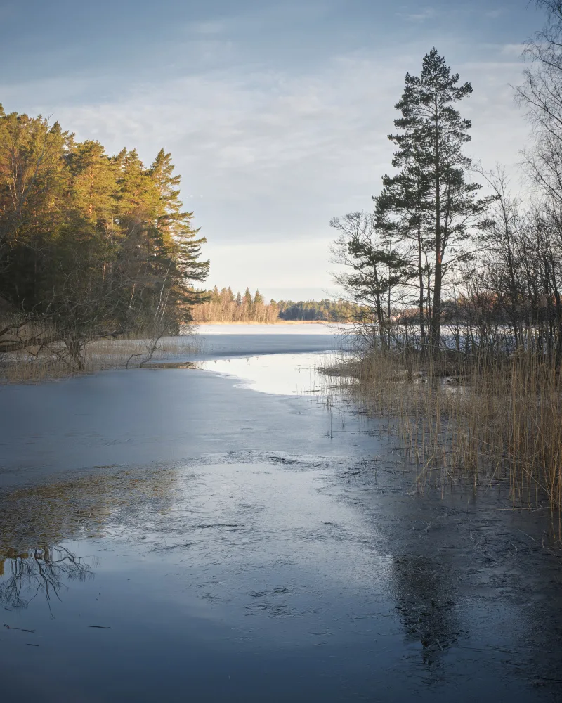 Bank, Hamed: Frozen lake in a forest