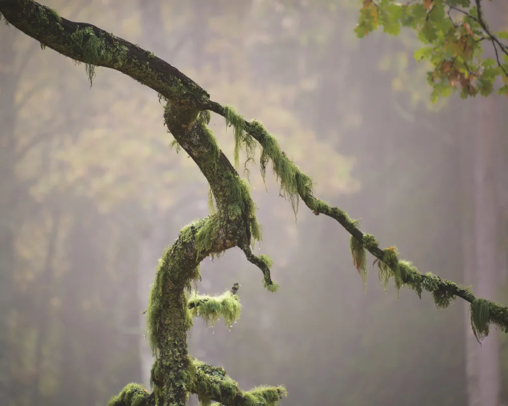 Bank, Hamed: Green branch covered with moss