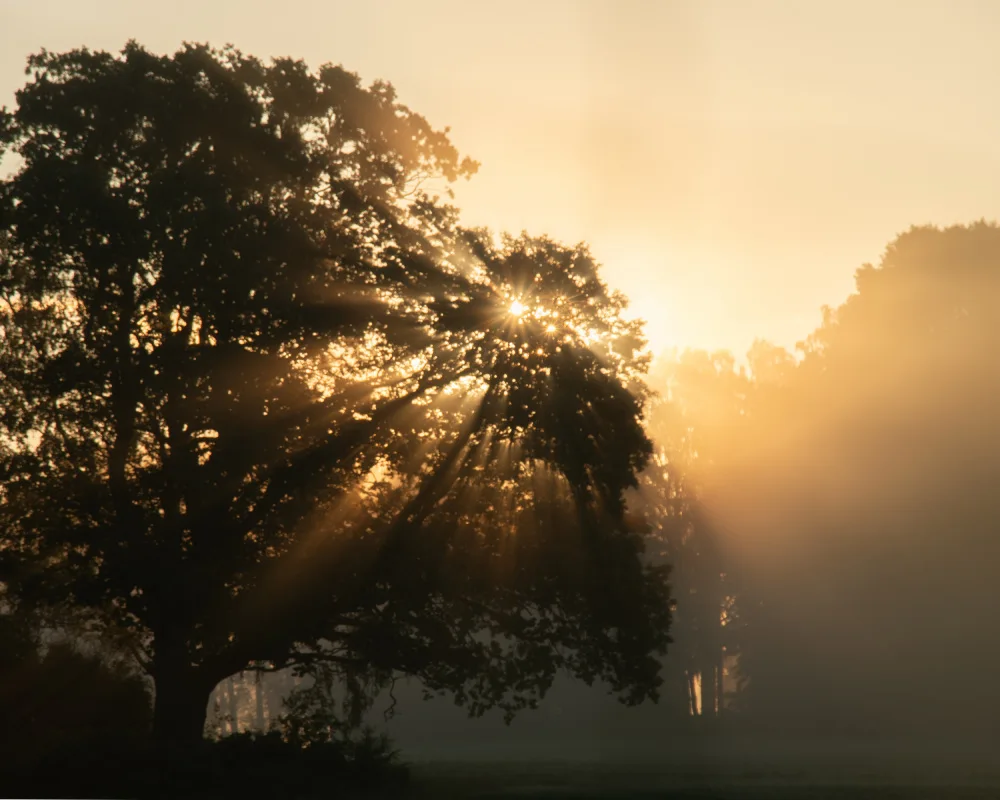 Bank, Hamed: Morning sun beams and the tree