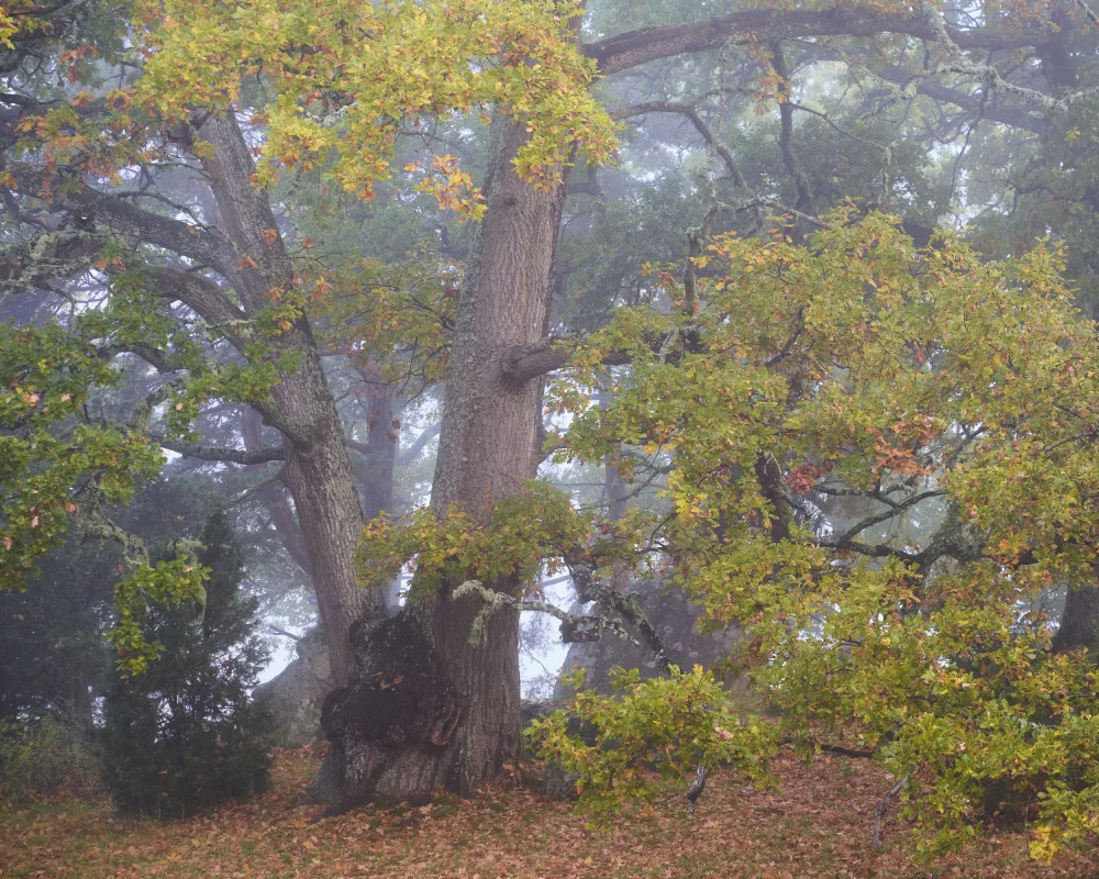 Bank, Hamed: Forest in fall
