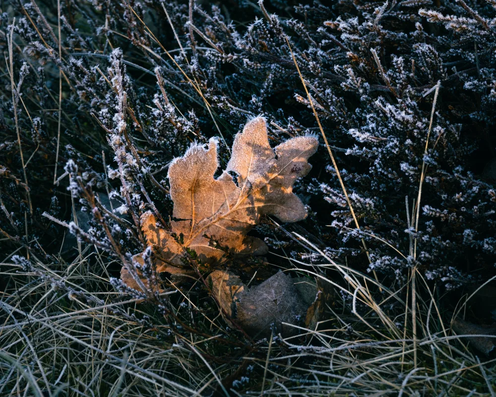 Bank, Hamed: Brown leaf in forest