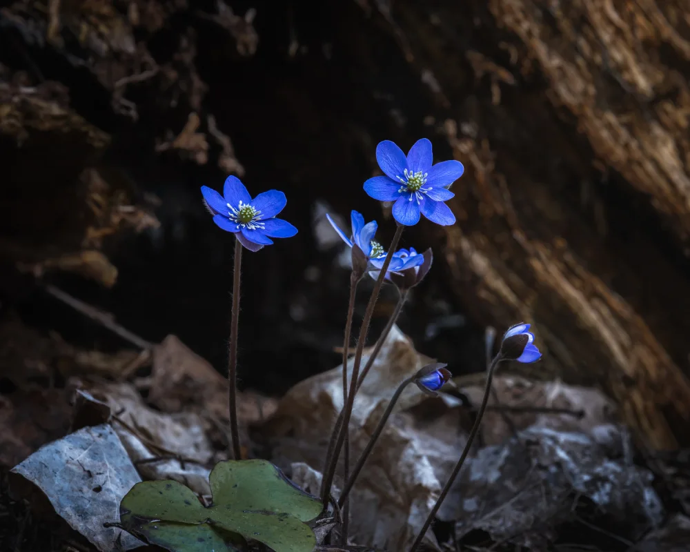 Bank, Hamed: Blue flowers